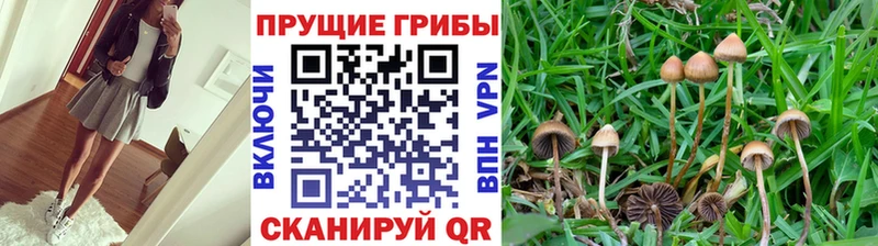 Псилоцибиновые грибы GOLDEN TEACHER  hydra рабочий сайт  Вихоревка 